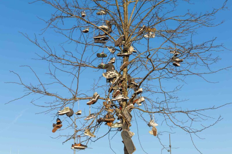 Picture Prompts: Shoe Tree Old shoes hanging in a tree. Hengelo, the Netherlands.