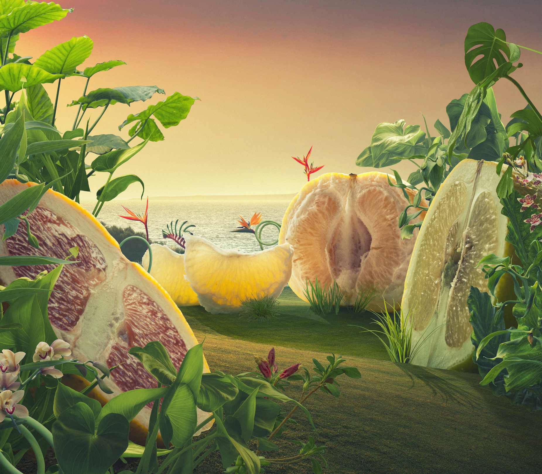 Picture Prompts: Giant Citrus Surreal giant grapefruits on a field