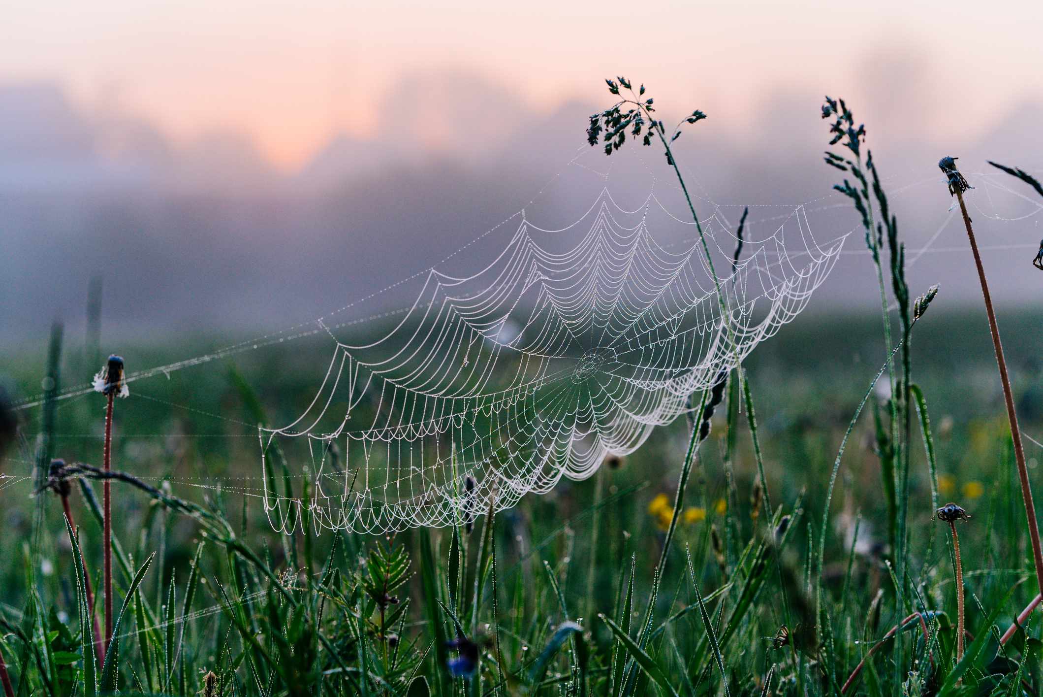 Picture Writing Prompts: Spiderweb Spider web covered with dew against a dawn sky