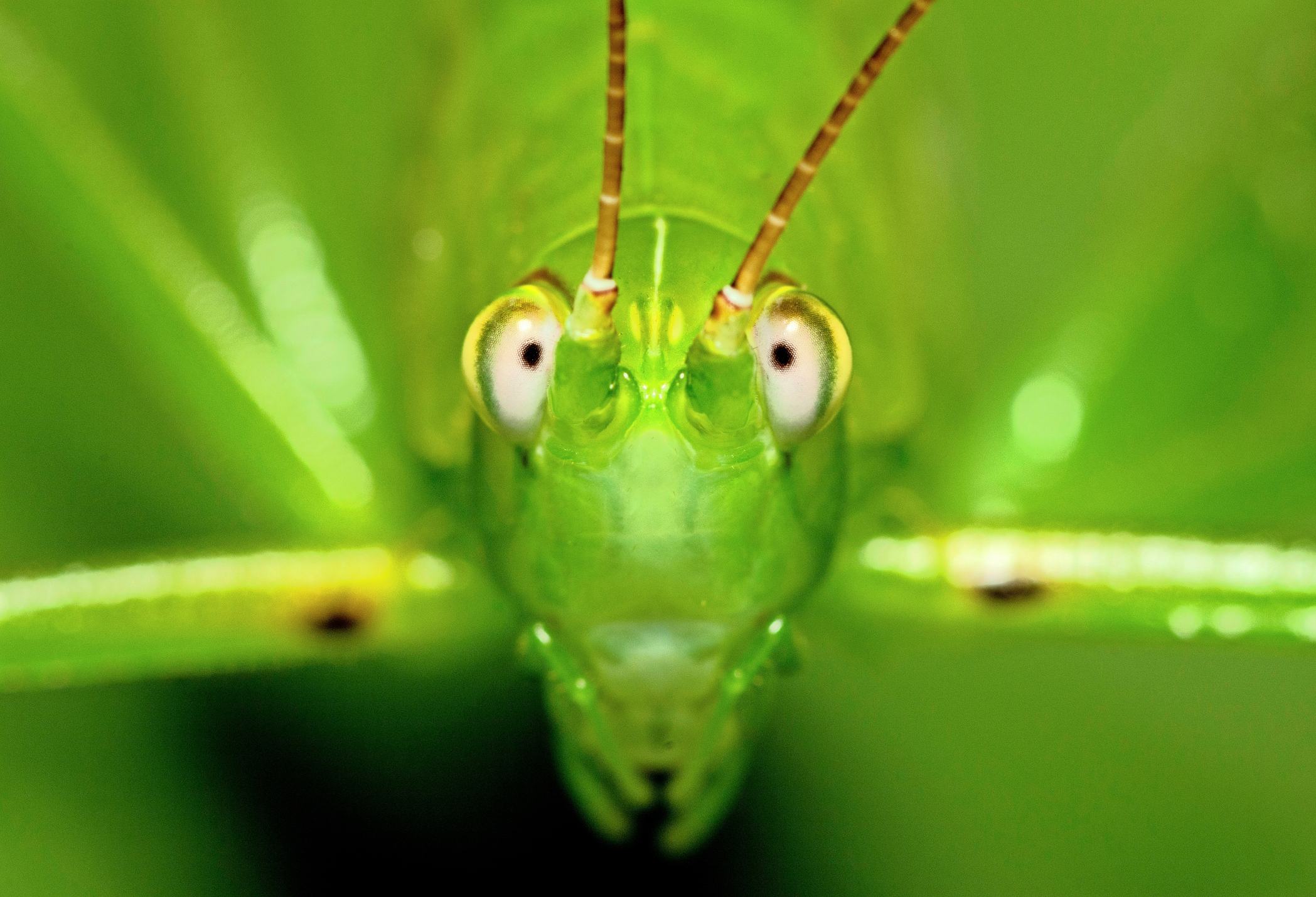 Picture Prompts: Grasshopper Close up Grasshopper face on green leaf.