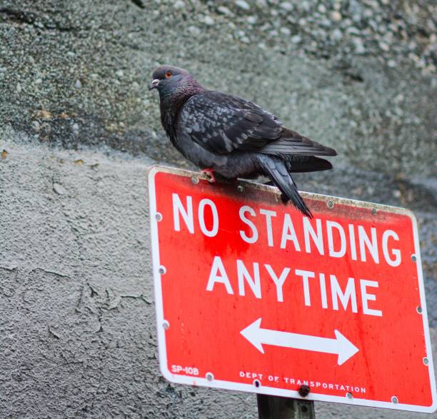 A pigeon perched on a NO STANDING ANYTIME road sign A pigeon perched on a NO STANDING ANYTIME road sign