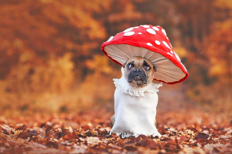 Picture Prompts: Mushroom Dog Funny French Bulldog dog in unique fly agaric mushroom costume standing in orange autumn forest