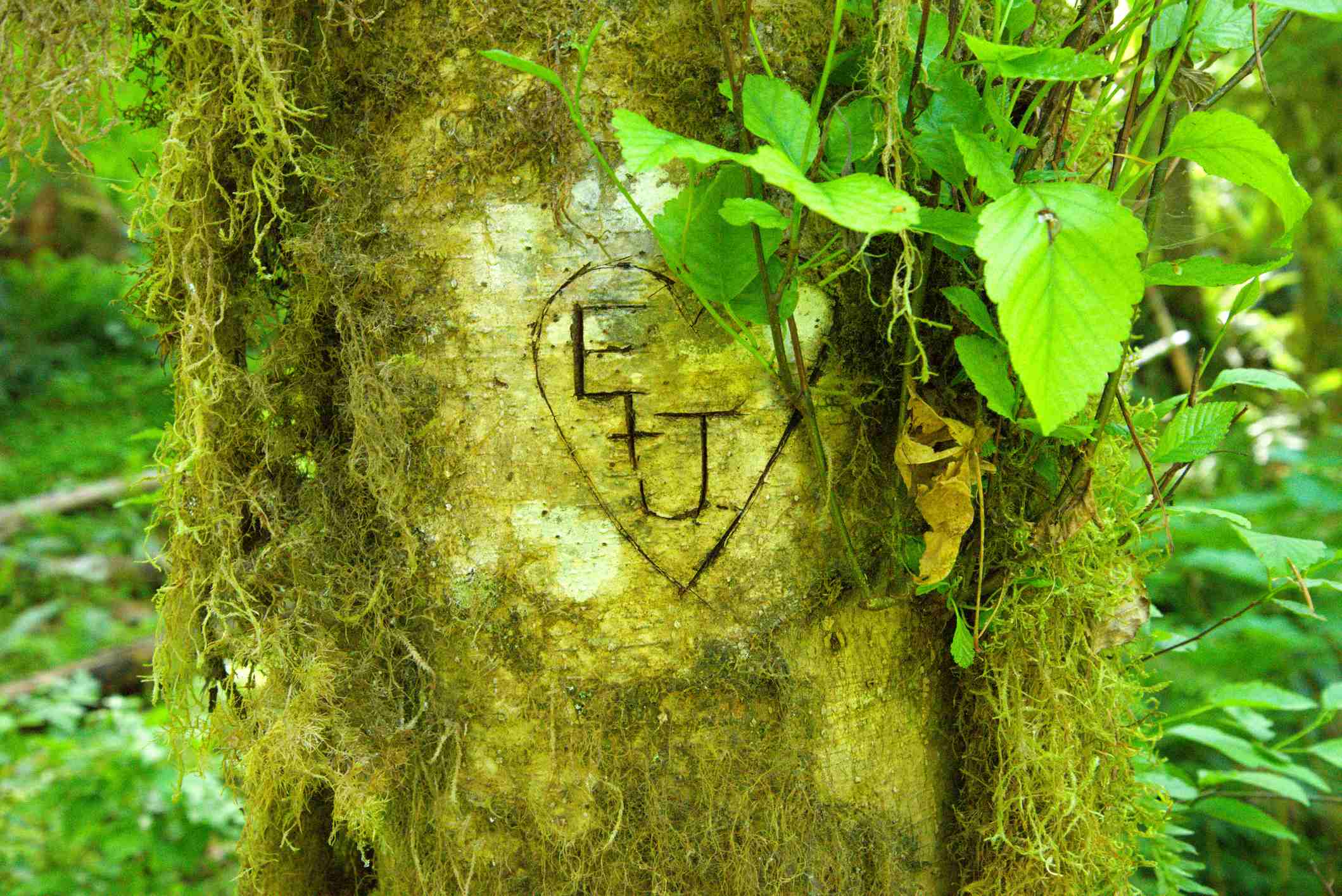 Picture Prompts: Tree Carving Close up of mossy alder, most likely Red Alder (Alnus rubra), with heart and initials carved into trunk. Taken on the Gales Creek Trail, a hiking trail in the Pacific Coast Range in the Tillamook State Forest to the west of Forest Grove, Oregon.