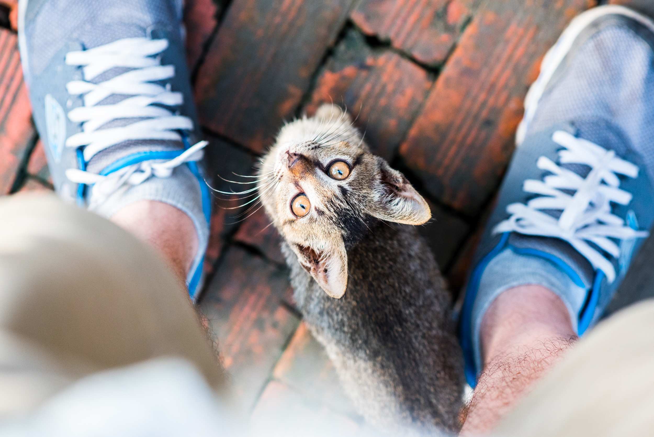 Picture Writing Prompts; Stray Cat A young tabby cat looks up from between two feet wearing sneakers