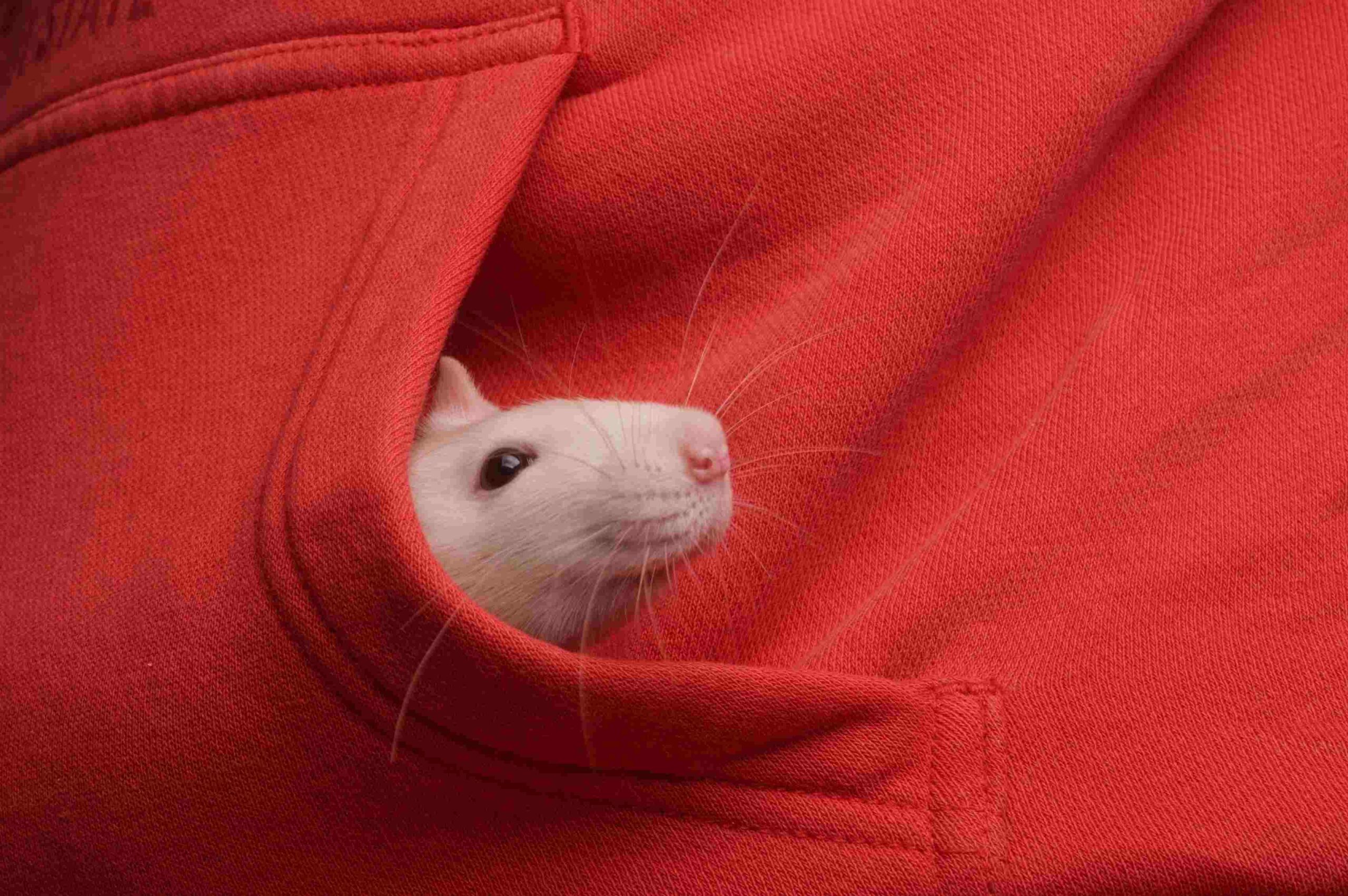 Picture Prompts: Pocket Pal A pet rat peeks out of the pocket of a red hoodie