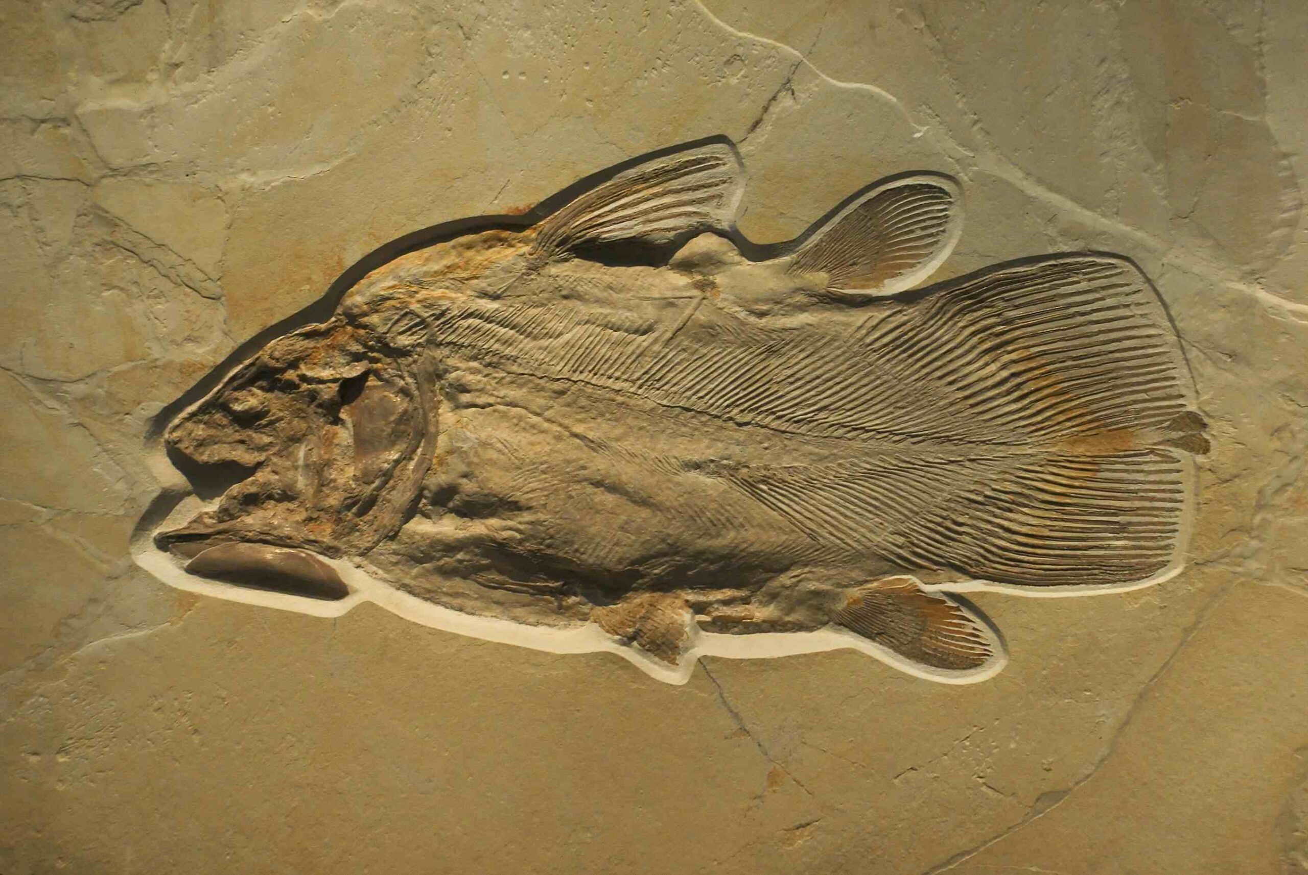 Writing Prompts: Fossil Fish Fossilised Fish - Lybis polypterus MAnster. 160 to 140 milj. years old.