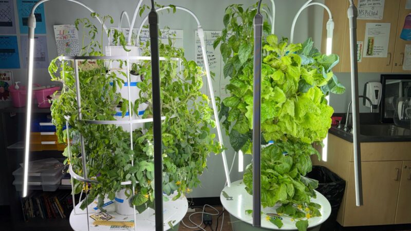 Green Bronx Machine growing Growing vegetables with a tower garden in the classroom