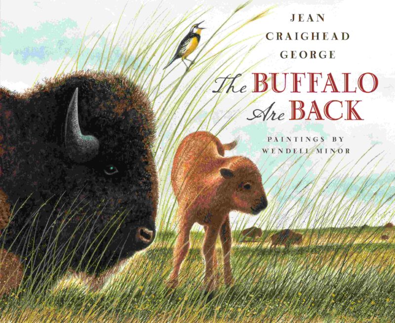The Buffalo are Back The Buffalo are Back book cover