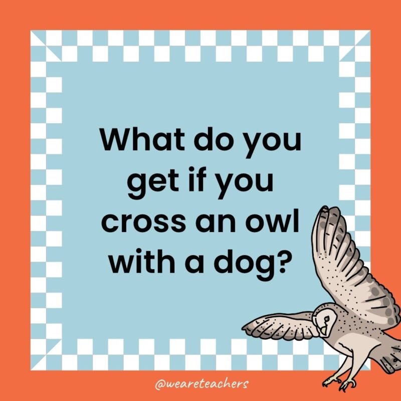a joke that states: What do you get if you cross an owl with a dog?