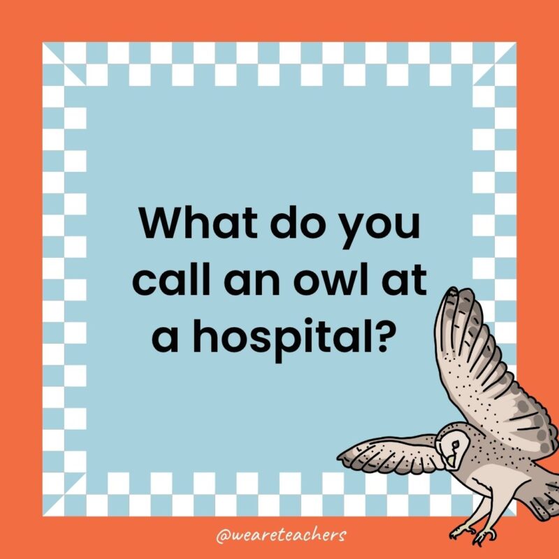 a joke that states: What do you call an owl at a hospital? 
