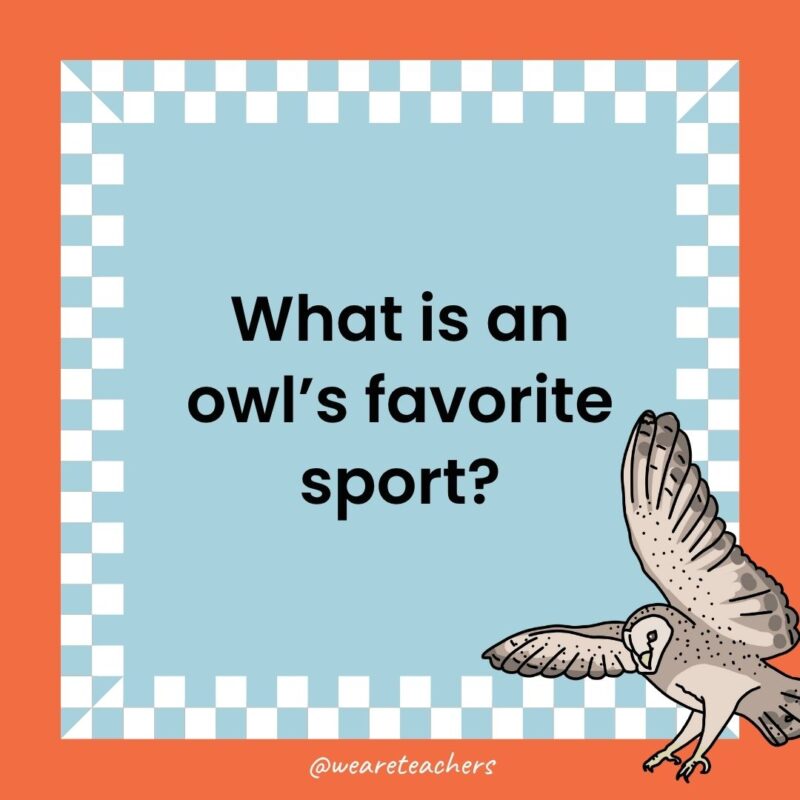 a joke that states: What is an owl’s favorite sport?