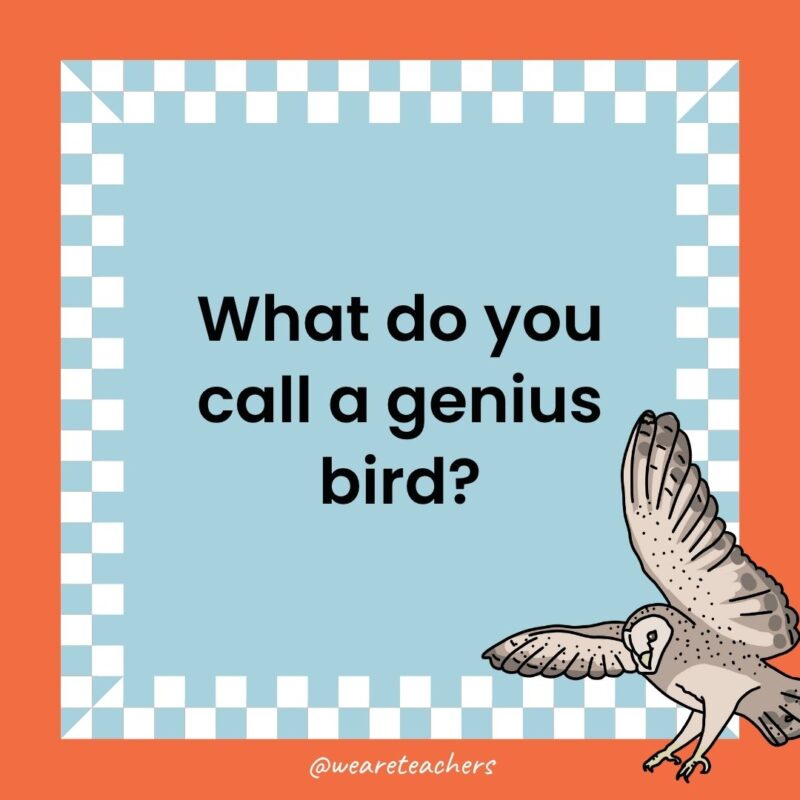 a joke that states: What do you call a genius bird?