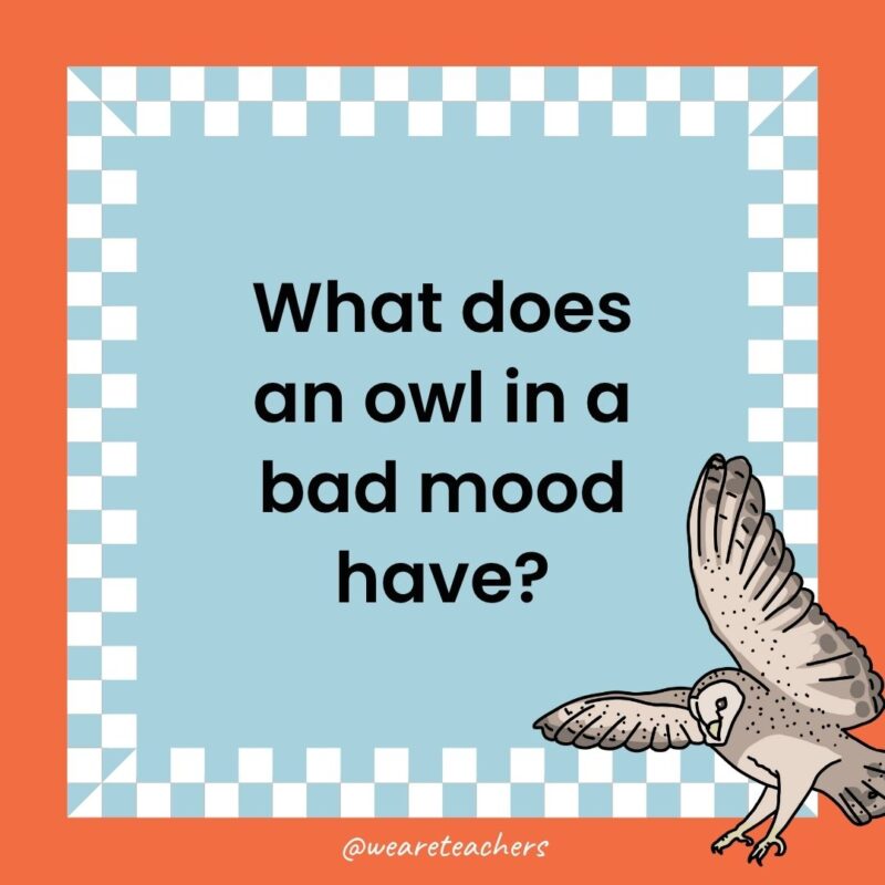 Owl Jokes for Kids a joke that states: What does an owl in a bad mood have?