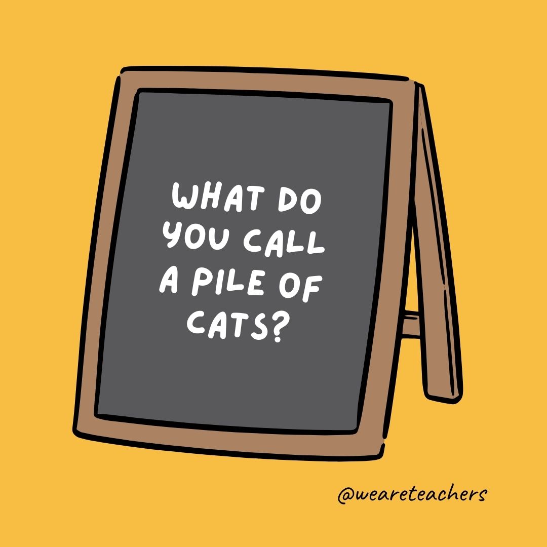 What do you call a pile of cats?