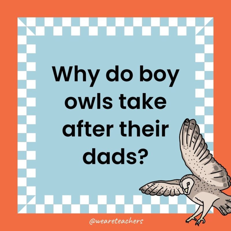 Owl Jokes for Kids a joke that says: Why do boy owls take after their dads?