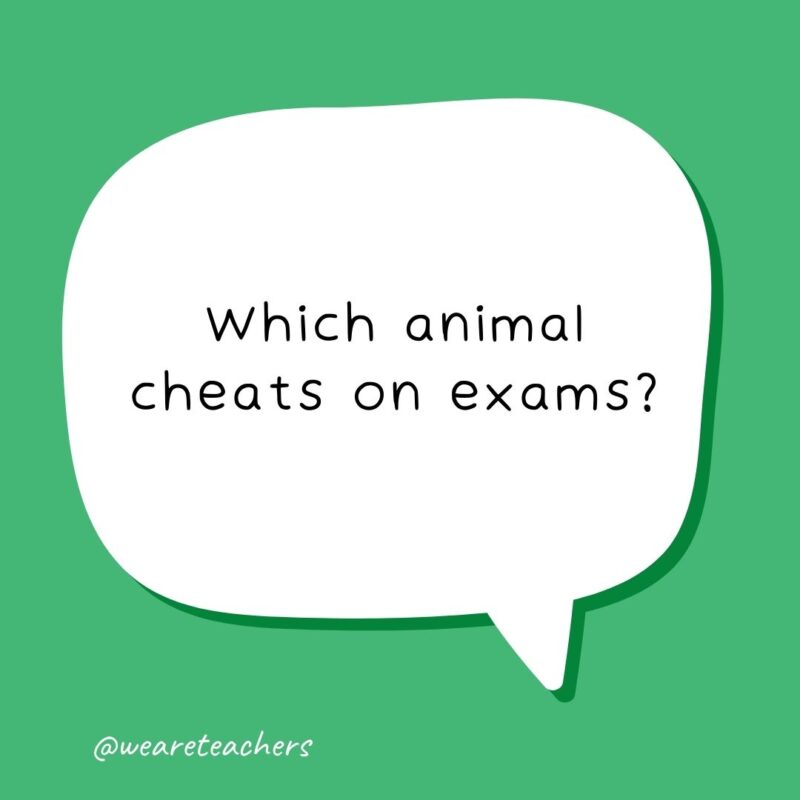 Which animal cheats on exams? A CHEATah.- school jokes for kids
