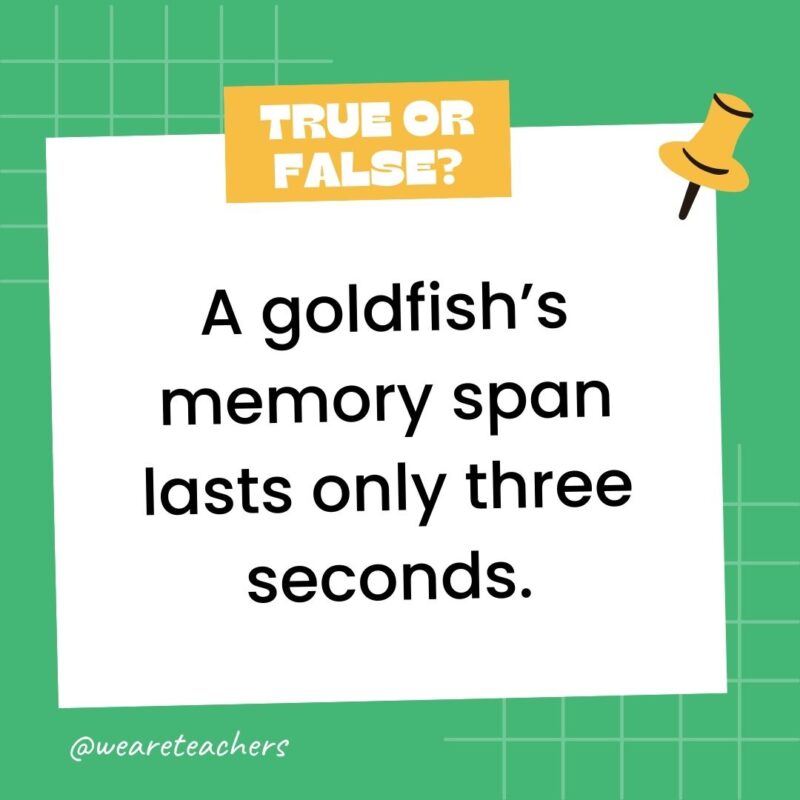 A goldfish’s memory span lasts only three seconds.- true or false questions A goldfish’s memory span lasts only three seconds.- true or false questions