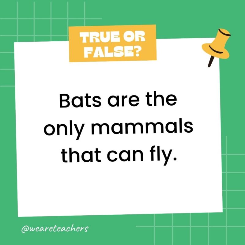 Bats are the only mammals that can fly. Bats are the only mammals that can fly.