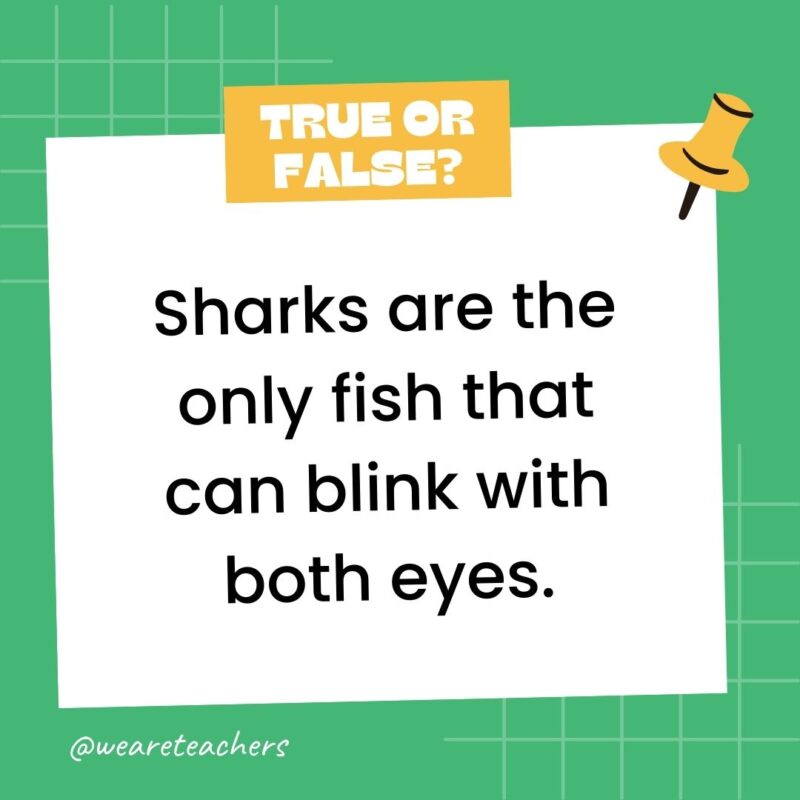 True or False: Sharks are the only fish that can blink with both eyes. True or False: Sharks are the only fish that can blink with both eyes.