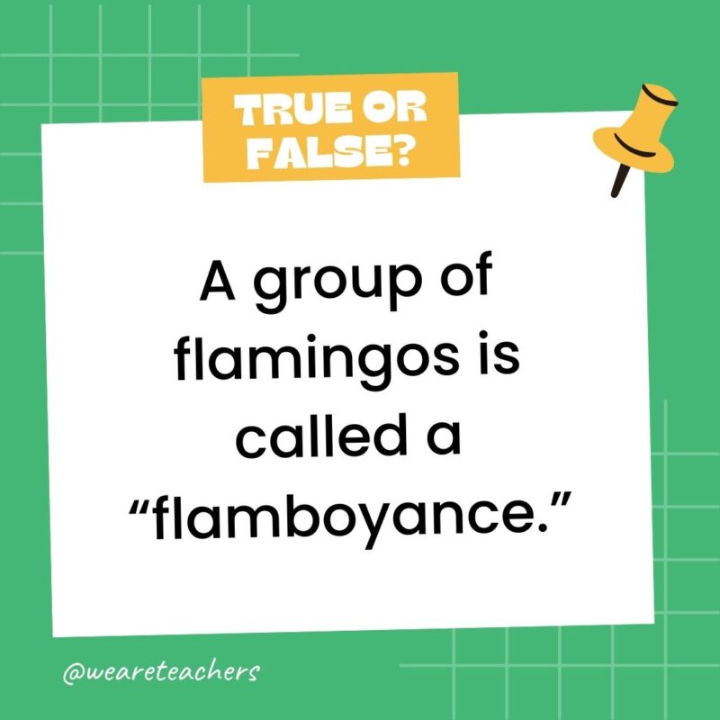 A group of flamingos is called a “flamboyance.” A group of flamingos is called a “flamboyance.”
