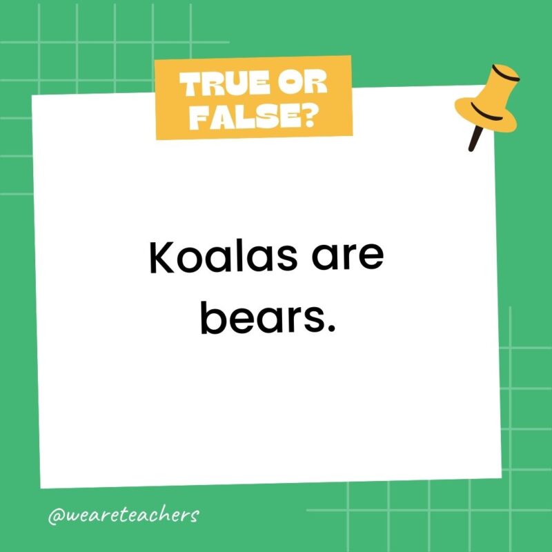 Koalas are bears.- true or false questions Koalas are bears.- true or false questions