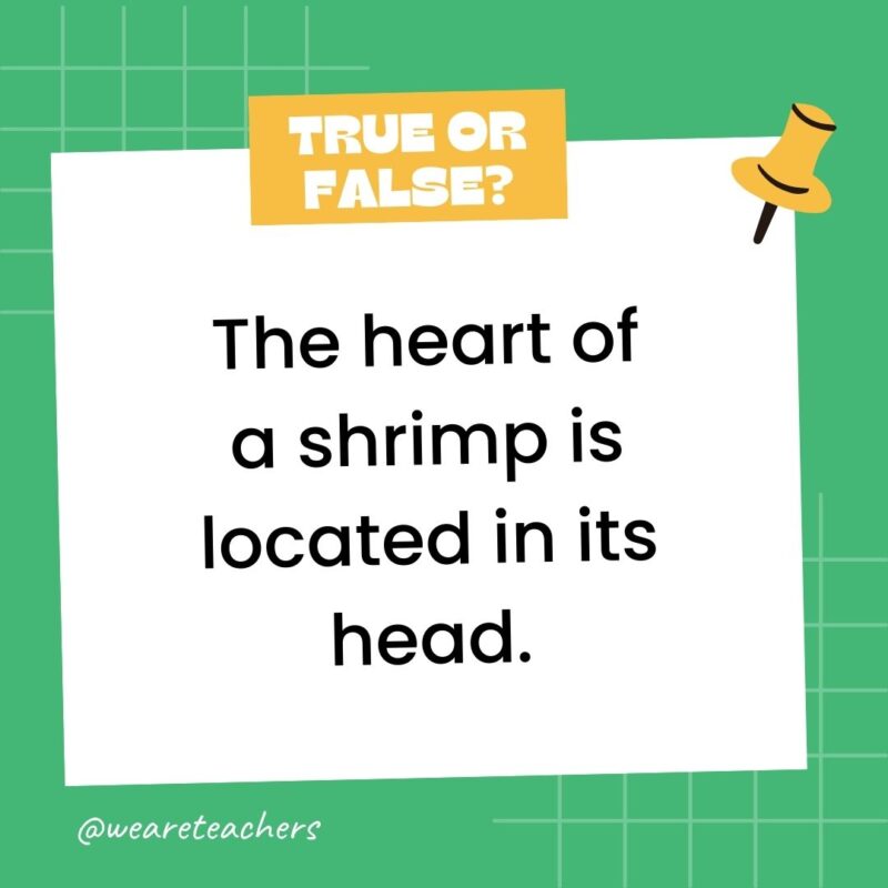 The heart of a shrimp is located in its head.- true or false questions The heart of a shrimp is located in its head.- true or false questions