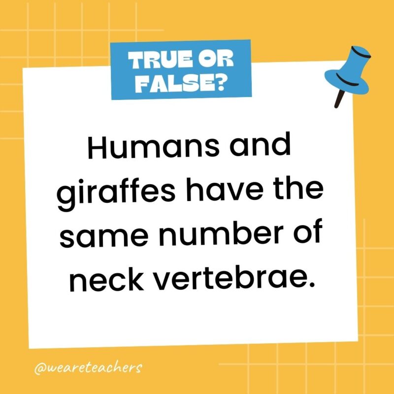 Humans and giraffes have the same number of neck vertebrae.- true or false questions Humans and giraffes have the same number of neck vertebrae.- true or false questions