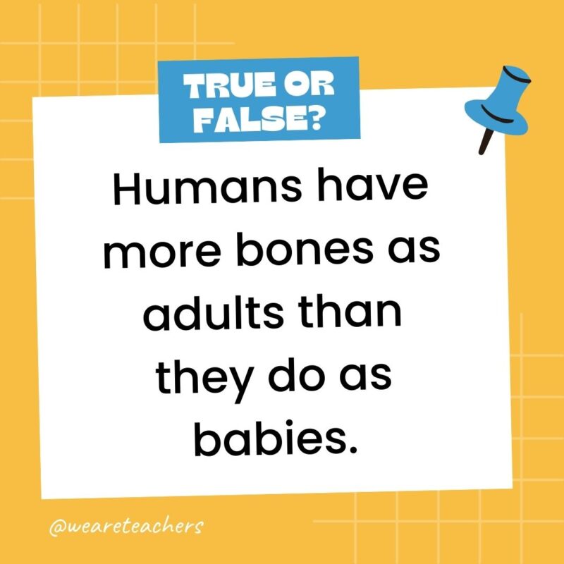 Humans have more bones as adults than they do as babies.- true or false questions Humans have more bones as adults than they do as babies.- true or false questions