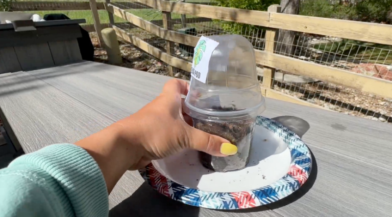 an image of a first grade science experiment: plant greenhouse