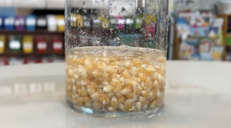 an image of a first grade science experiment: dancing popcorn