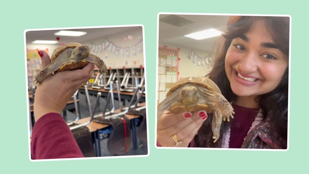 classroom pet turtle