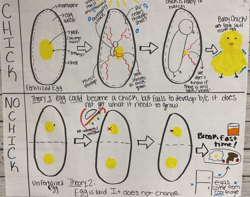  chart about chickens in eggs 